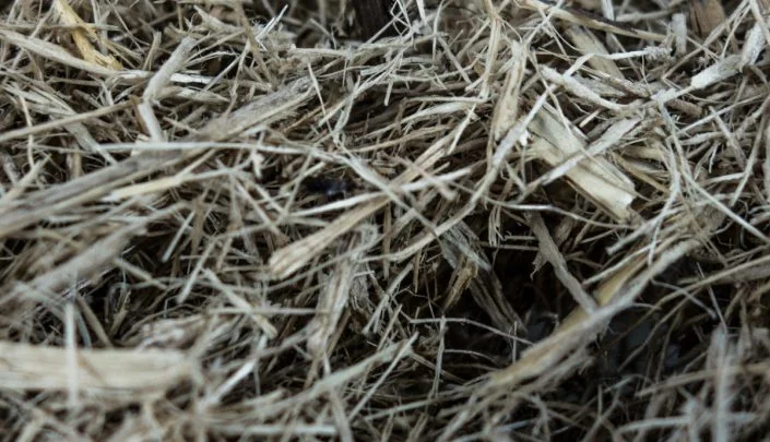 Dried raw materials - Napier grass