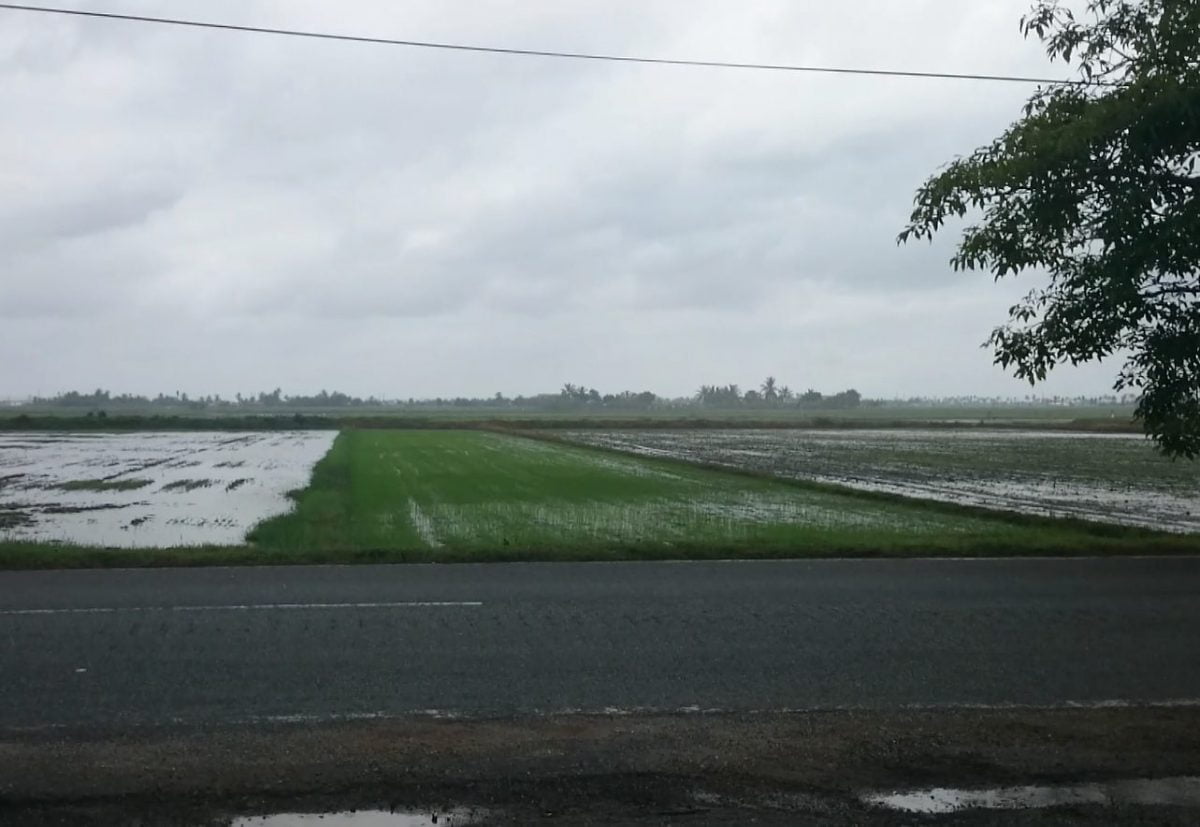 Rice fields in South East Asia