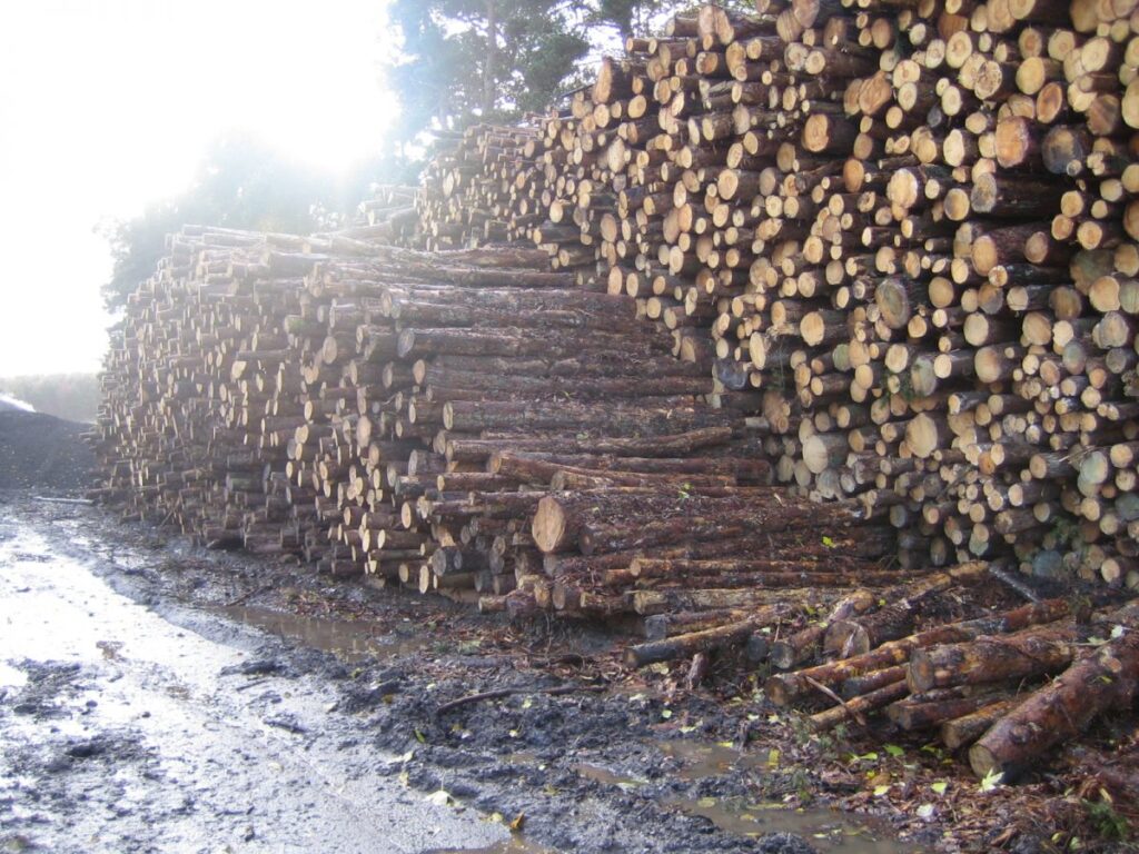 Logs ready for processing into shavings for bedding